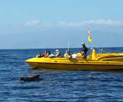 self catering for 6 tenerife whale watching